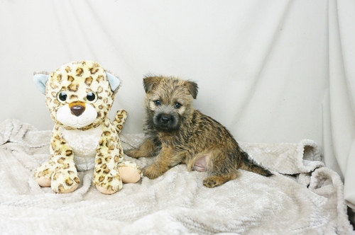 Purebred- full cairn terrier puppies